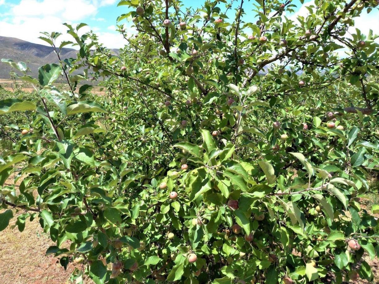 1,840ha Export Fruit Farm for Sale Near Uniondale, Western Cape | Apples, Pears & Water Security image 8