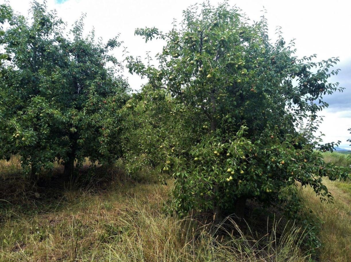 1,840ha Export Fruit Farm for Sale Near Uniondale, Western Cape | Apples, Pears & Water Security image 9