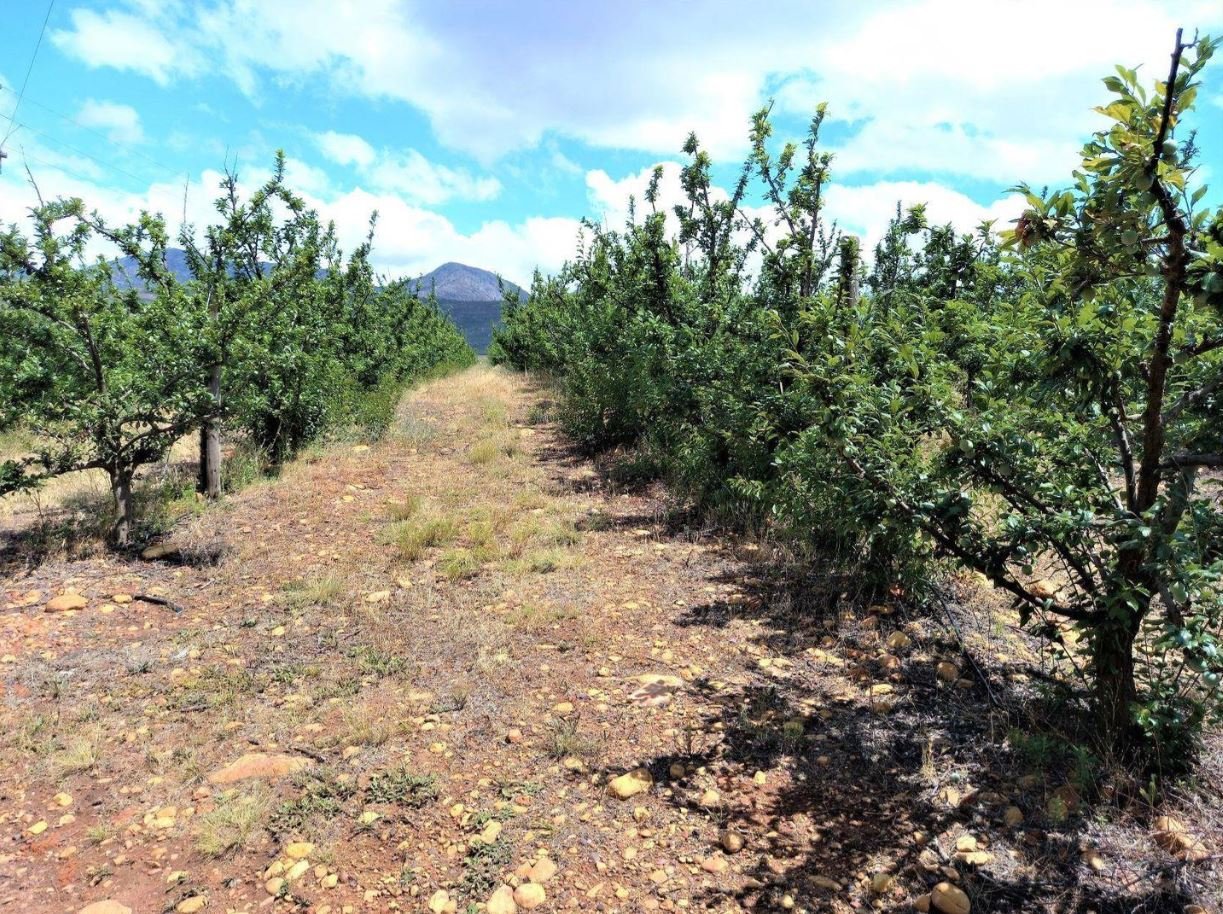 1,840ha Export Fruit Farm for Sale Near Uniondale, Western Cape | Apples, Pears & Water Security image 12