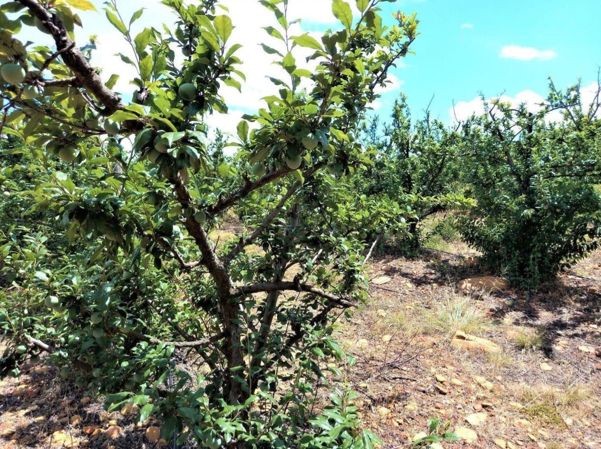 1,840ha Export Fruit Farm for Sale Near Uniondale, Western Cape | Apples, Pears & Water Security image 14