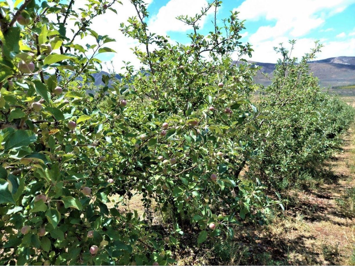 1,840ha Export Fruit Farm for Sale Near Uniondale, Western Cape | Apples, Pears & Water Security image 16