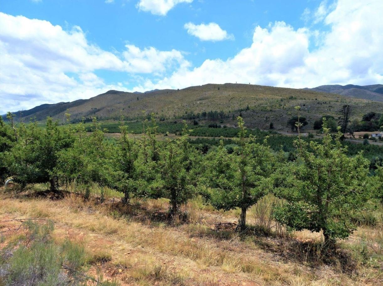 1,840ha Export Fruit Farm for Sale Near Uniondale, Western Cape | Apples, Pears & Water Security image 17