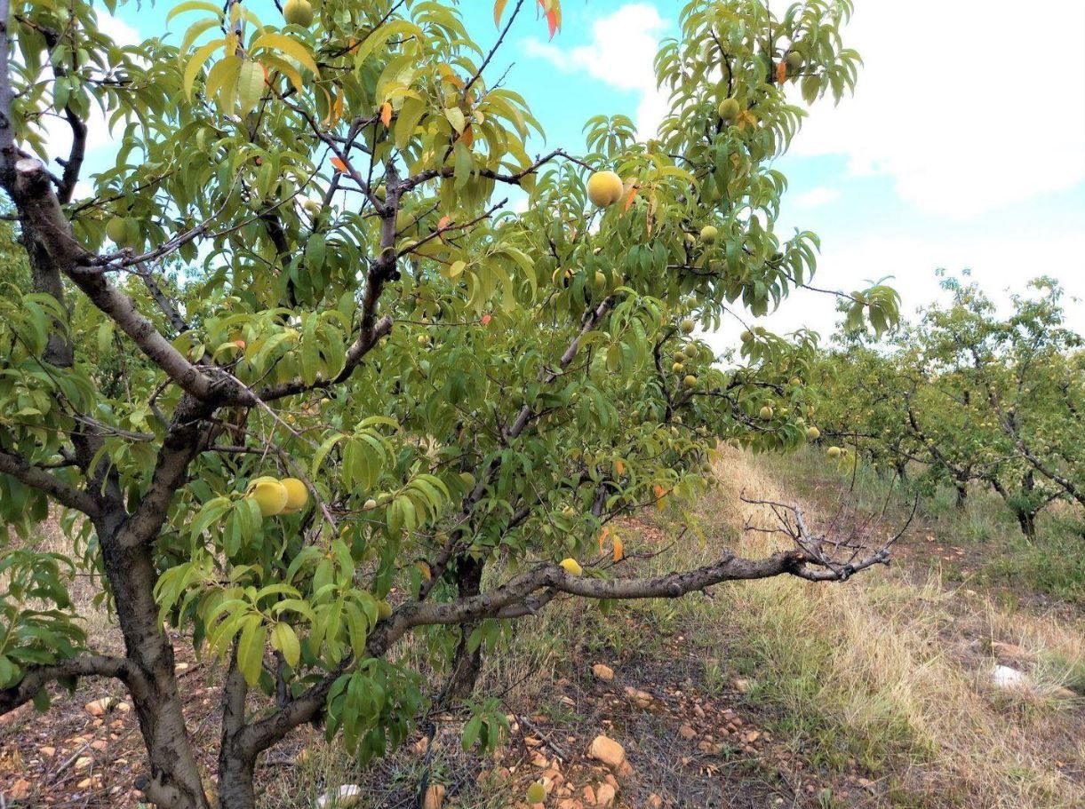 1,840ha Export Fruit Farm for Sale Near Uniondale, Western Cape | Apples, Pears & Water Security image 20